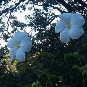 Meet your Posher, Jo